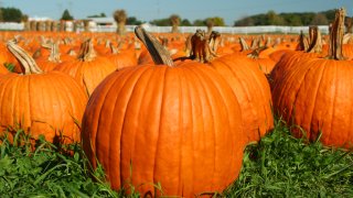 10-24-08pumpkin patch