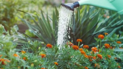 Jardinería: la terapia que ayuda a sobrellevar la pandemia