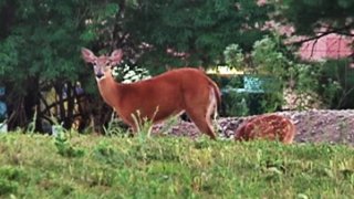 20161230 Deer