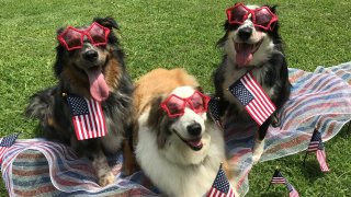 [UGCDFW-CJ-shelter dogs]July 4 patriotic pups