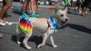 El Paso Animal Services organiza el segundo carnaval anual de mascotas Wag-O-Ween