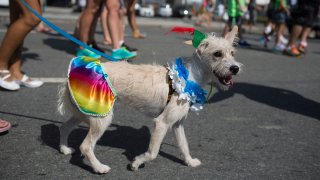 Brazil Pet Carnival