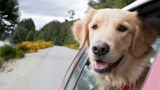 Dog-in-Car2
