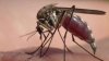 Reportan nuevo caso de virus del Nilo Occidental en El Paso