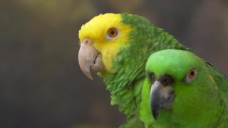 Parrots Singing State Fair