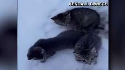 Conmovedor video: rescata a tres gatitos de morir congelados en la nieve