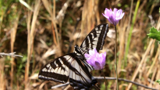 butterfly with purple flowers