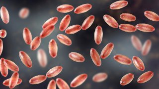 Ilustración de la bacteria Yersinia pestis, causante de la llamada peste bubónica