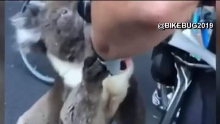 Ternura extrema: koala sediento busca ayuda de ciclistas