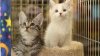 Organizan “Fiesta de Gatitos” en albergue de animales de El Paso; piden apoyo y donaciones