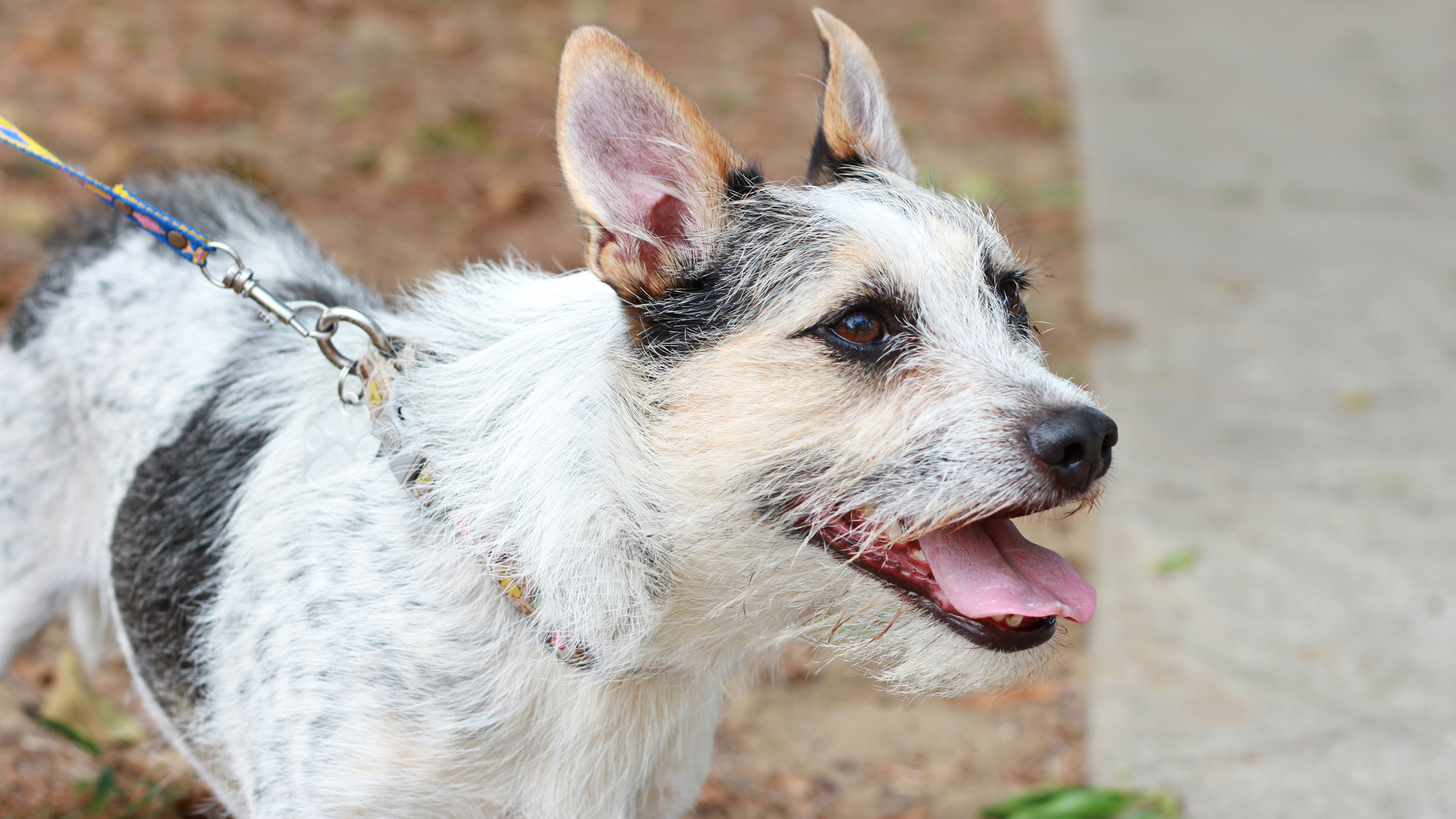 se permiten perros en los parques estatales de texas