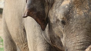 elefante-zoologico-sa-ringling-bros2