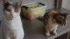 Ofrecen servicios gratuitos de esterilización para gatos
