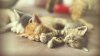 Día Internacional del Gato: estas son las mejores ciudades para tener una mascota felina