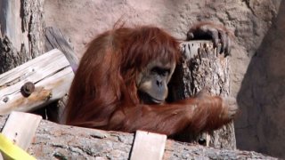 ibu-el-paso-zoo