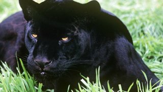jaguar-negro-animales-extraordinarios-wwf