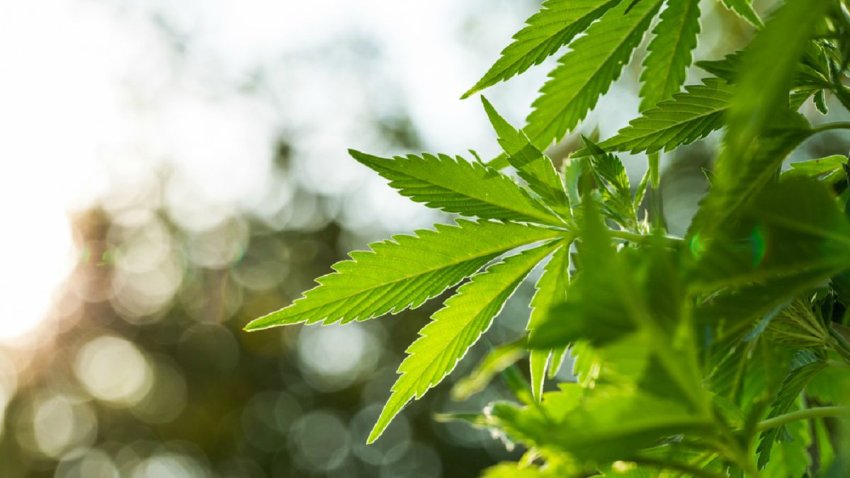 marihuana-planta-droga-narcotrafico