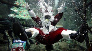 Santa Claus acuático en el Zoológico de Guadalajara.