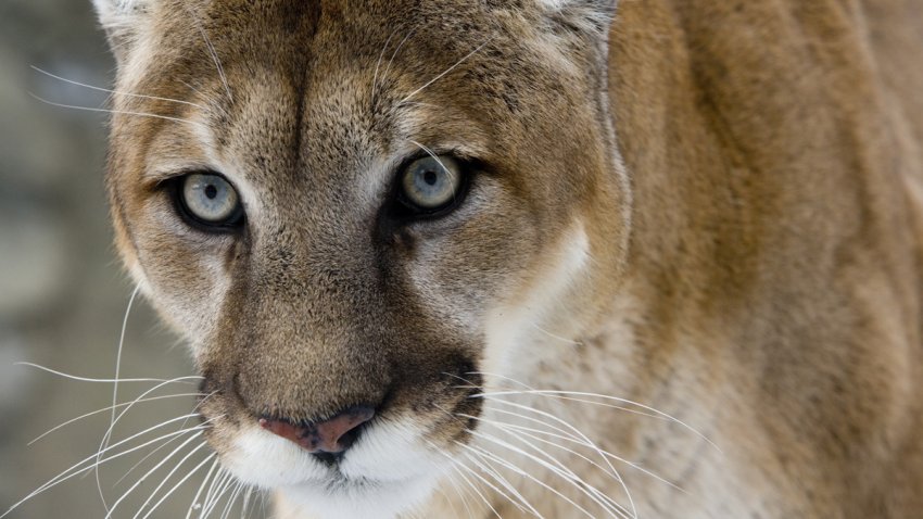 puma-ataque-colorado