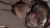 Sin miedo a nada: video muestra a una rata trepando por la pierna de un hombre