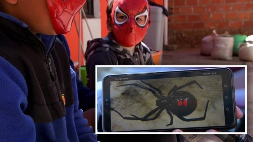 Hablan hermanitos que se dejaron picar por viuda negra para ser como “Spider-Man”