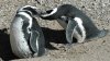 Zoológico de El Paso presentará hoy su nueva exhibición Penguin Oasis