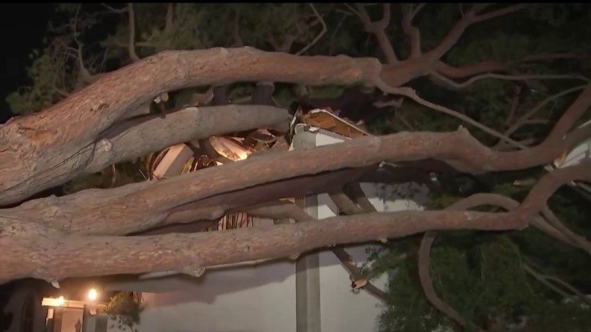 En video: enorme árbol cae encima de una casa