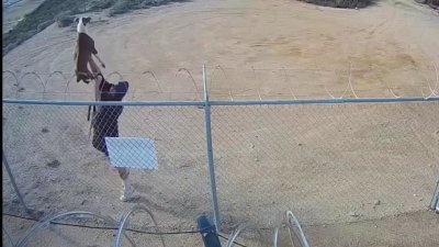 Perturbador video: hombre lanza a un perro sobre una verja con alambre de púas y lo abandona
