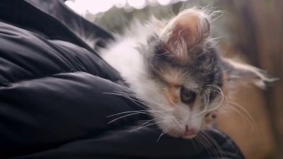 Acceso Total El Paso te invita a adoptar una mascota