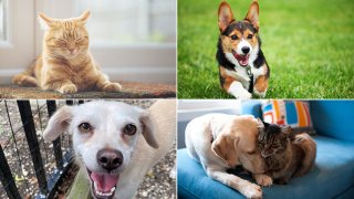 Clear the Shelters hosts Bark Week, a virtual meeting of shelter pets available for adoption powered by Google Meet, takes place from Aug. 10 to 14.
