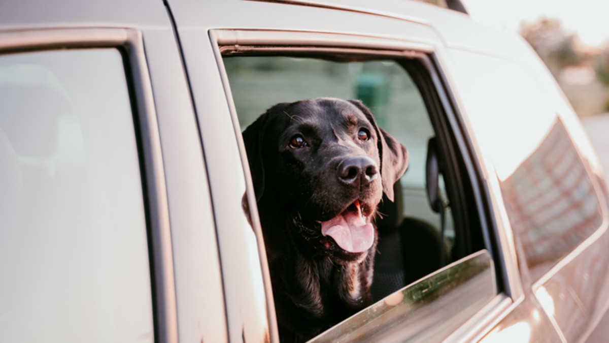 qué edad tienes que tener para registrar un perro