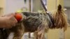 Realizarán baños gratuitos a perros con garrapatas en Ciudad Juárez