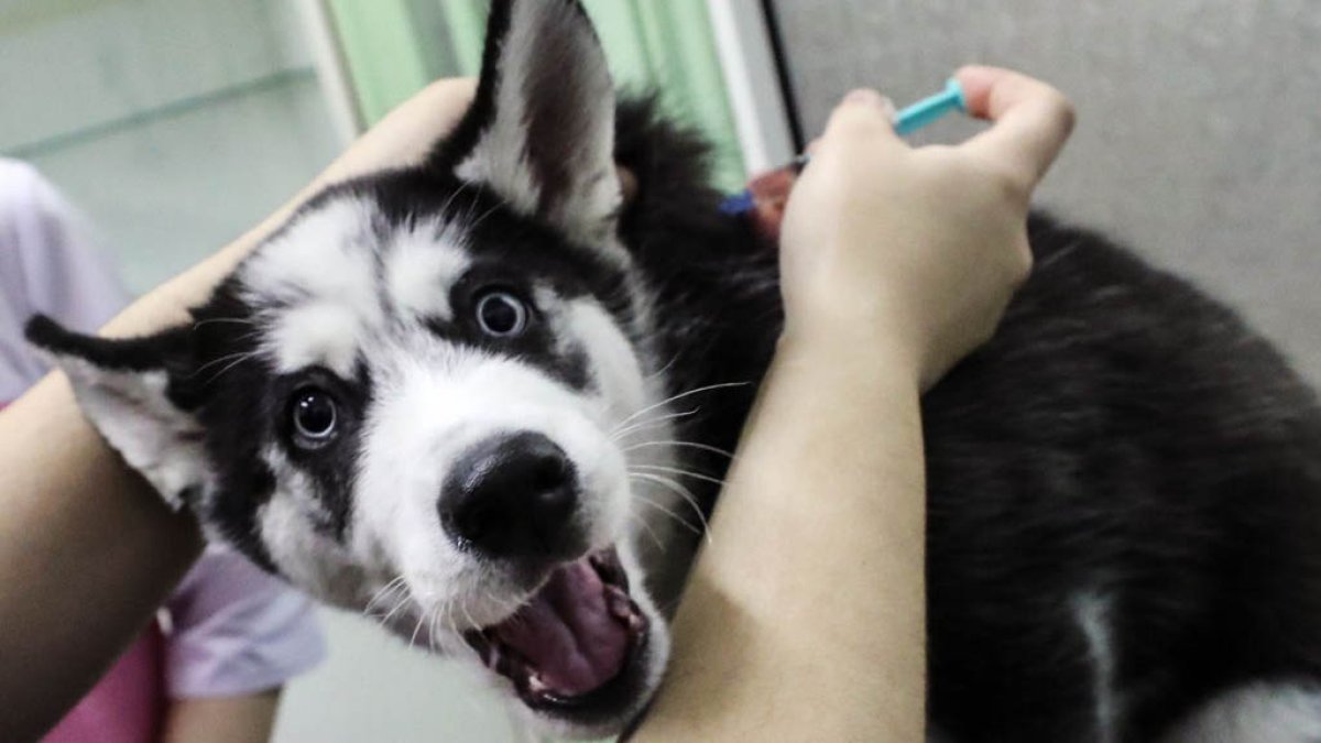 Clínica gratuita para mascotas ofrecerá vacunas y microchips este domingo  en El Paso – Telemundo El Paso (48)