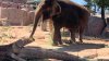Muere Juno, elefanta del Zoológico de El Paso