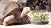 De luto: el Zoológico de El Paso lamenta la muerte de la tortuga Ralph