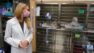 In this April 12, 2021, file photo, Dr. Katarzyna Ferry, left, looks over at dog named Wendy who is being treated for a flare-up of Addison's disease at the Veterinary Specialty Hospital of Palm Beach Gardens in Palm Beach Gardens, Florida.