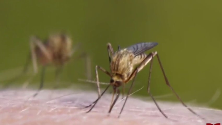 Instan a protegerse de las picaduras de mosquitos ante temporada de verano