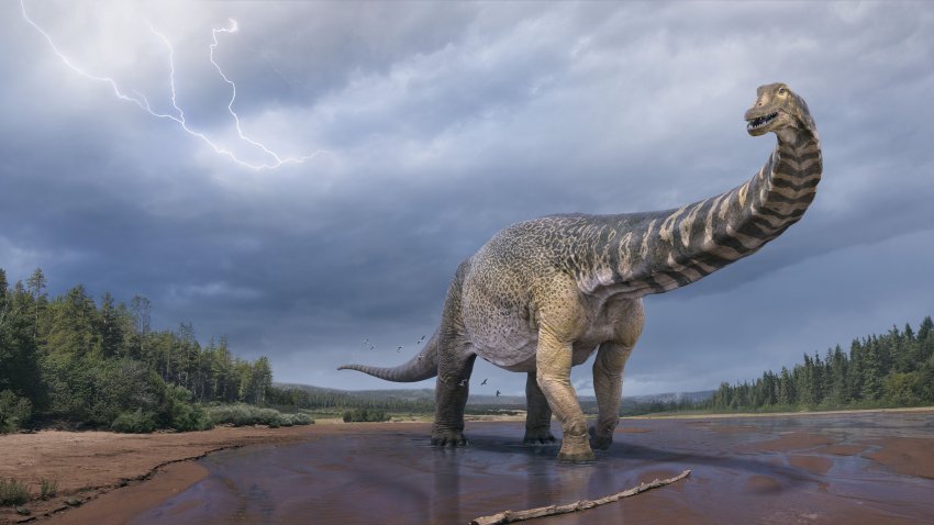 Hallan fósil de uno de los dinosaurios más grandes de la historia