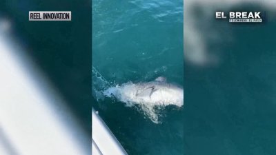 Nueva herramienta del IRS, capturan a tiburón blanco y más en “El Break” de T48