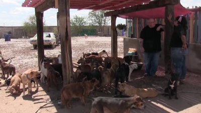 “Colitas Felices” solicita la ayuda de la comunidad tras pérdidas por inundaciones
