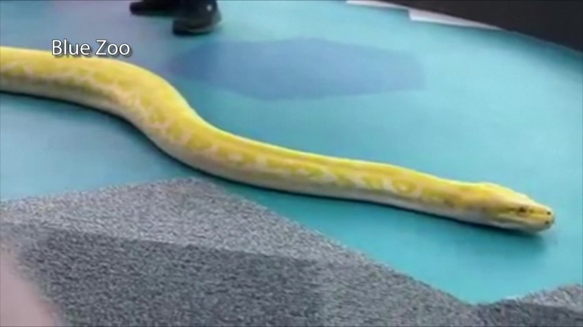 En el techo: capturan a serpiente pitón que escapó en un centro comercial hace días