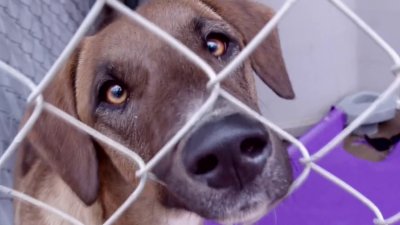 Una segunda oportunidad para un animalito: se buscan hogares