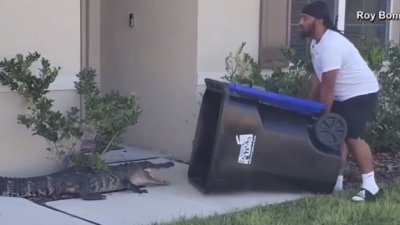 ¡Captado en video: hombre captura cocodrilo en un contenedor de basura!