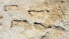 Encuentran en White Sands las huellas humanas más antiguas de América del Norte