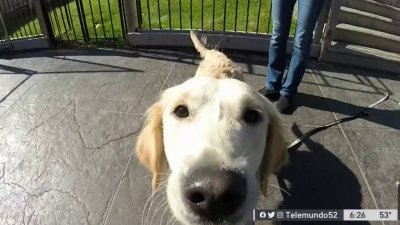 Científicos creen haber descifrado el significado de un gracioso gesto de los perros