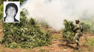 Fotografía de un militar quemando plantas de marihuana