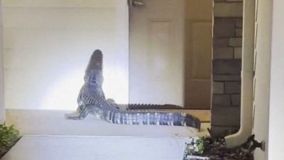 En video, captan a caimán mientras merodea en el frente de una casa