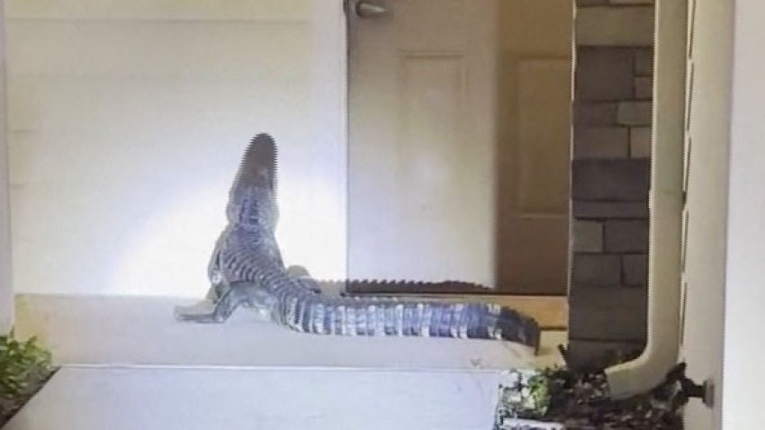 En video, captan a caimán mientras merodea en el frente de una casa