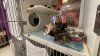 Urge Servicios Animales de El Paso a adoptar temporalmente