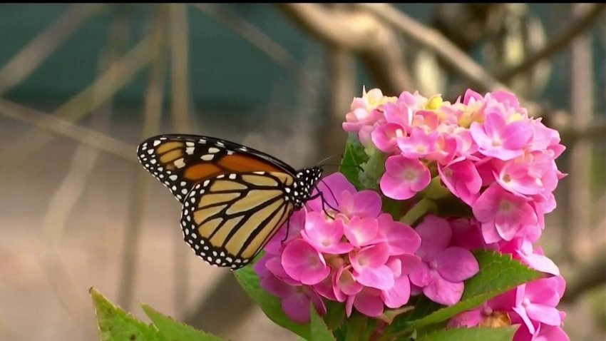 Agregan a la mariposa monarca a la lista de especies amenazadas